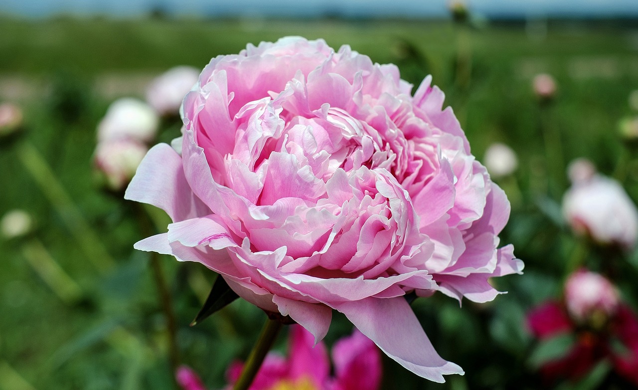 peony flower blossom free photo