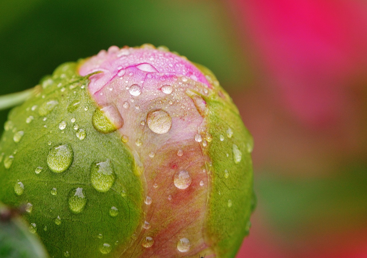 peony rain drip free photo