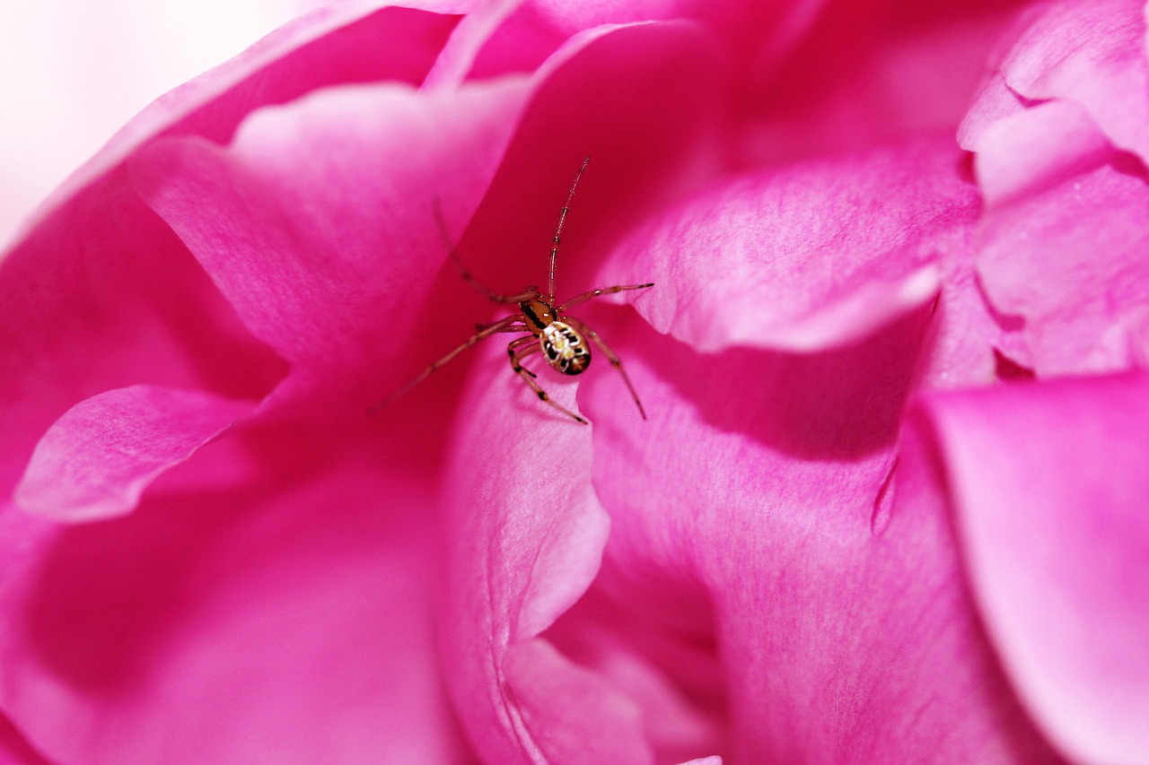 peony spider nature free photo