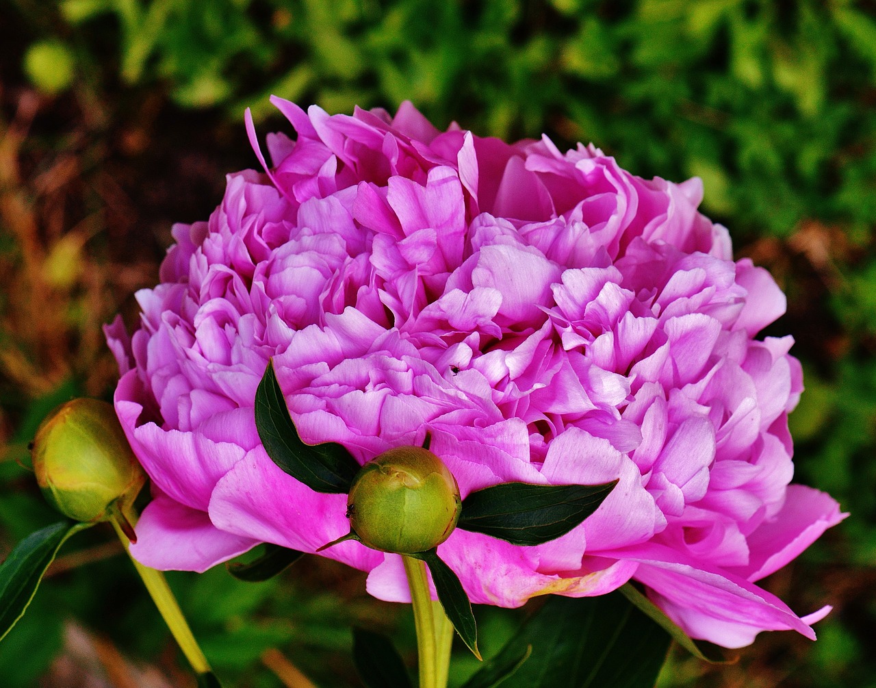 peony flower pink free photo