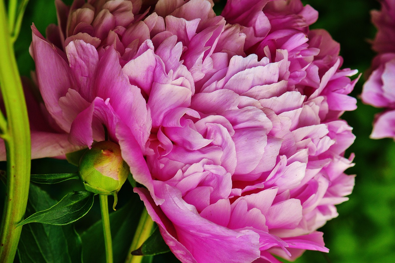 peony flower pink free photo