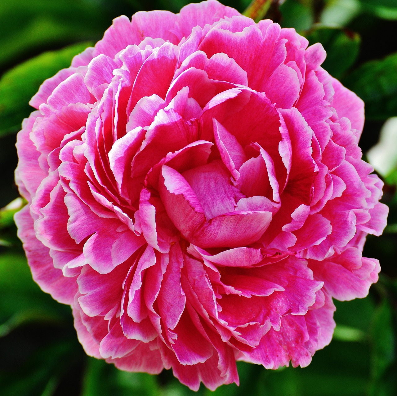 peony flower pink free photo