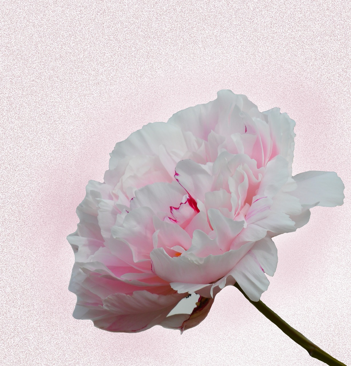 peony pink blossom free photo