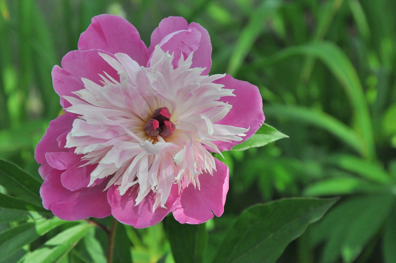 peony garden pink free photo