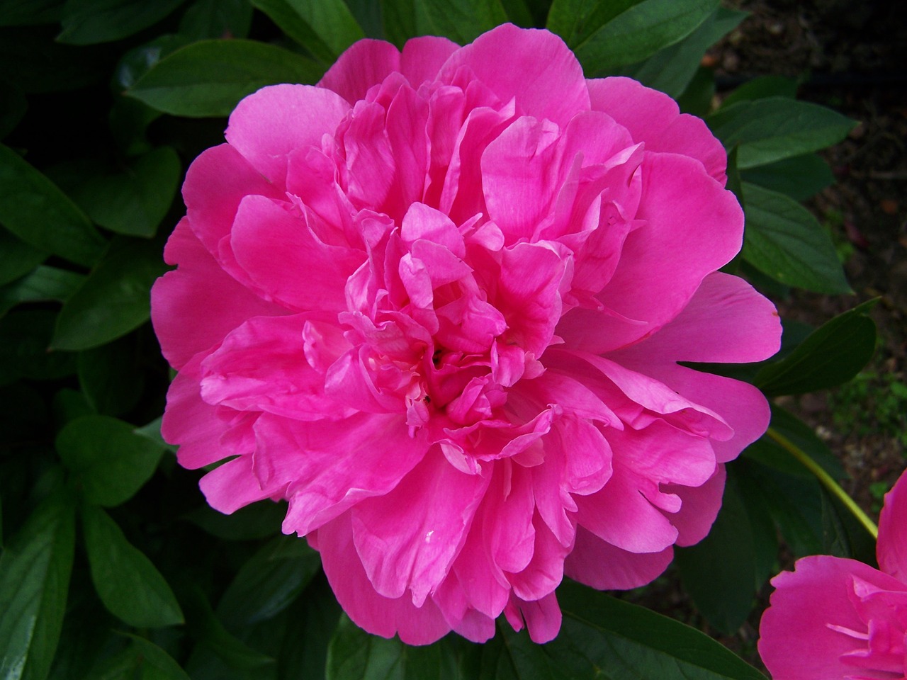 peony pink flower flower garden free photo