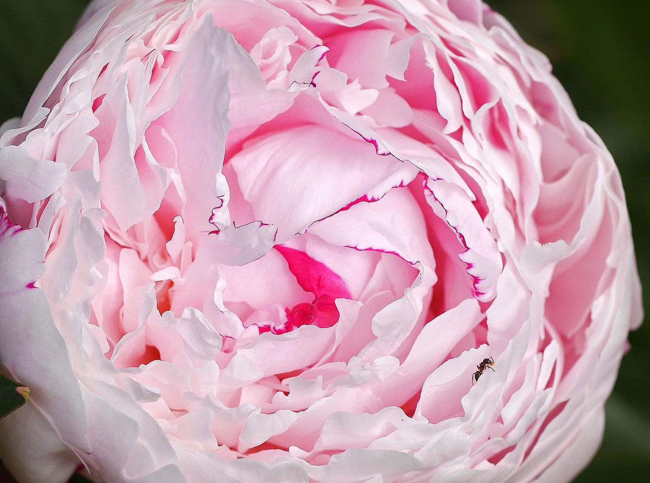 peony ant lush free photo