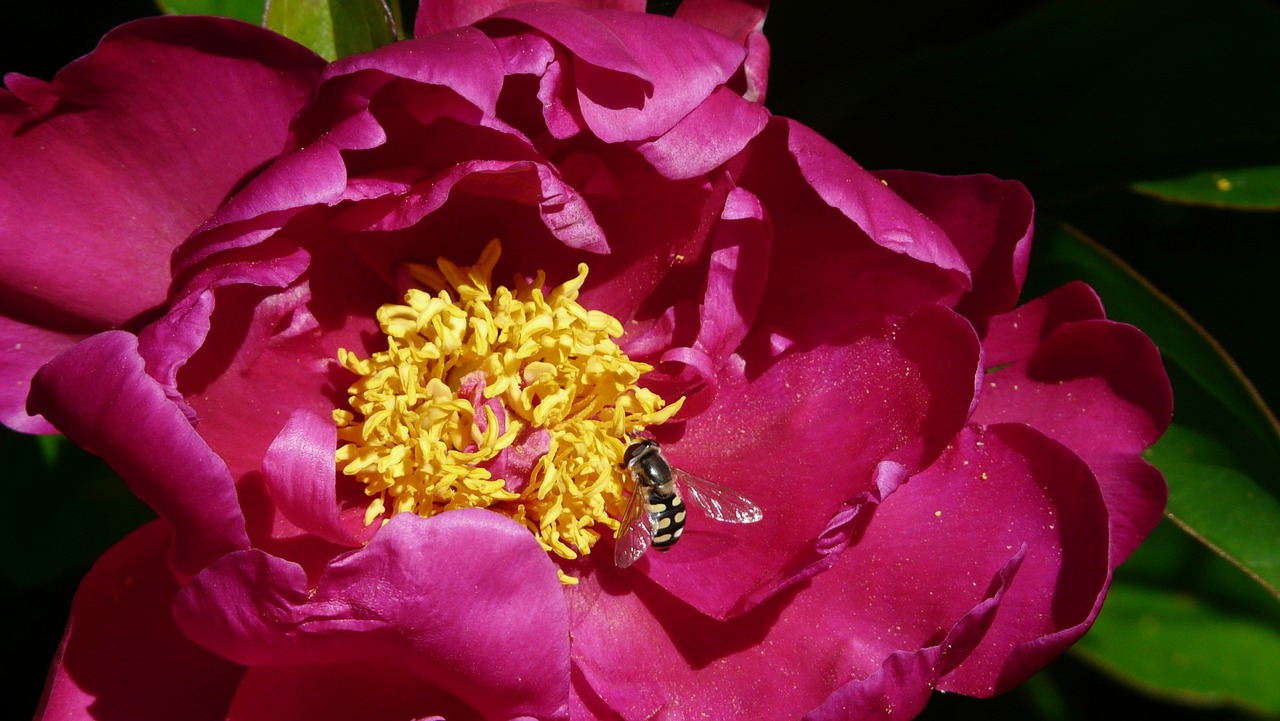 peony honey red free photo