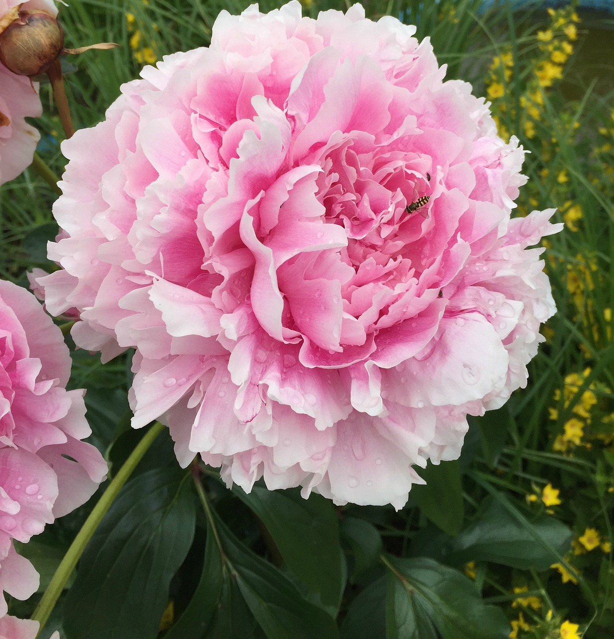 peony nature garden free photo