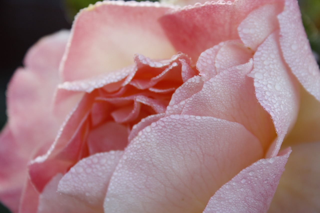 peony rose pretty free photo