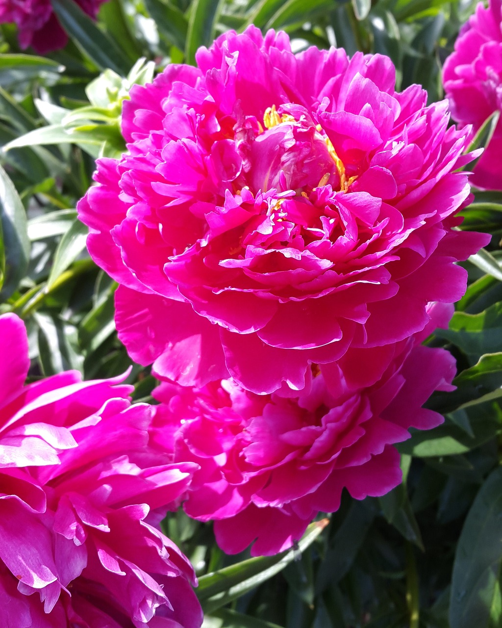 peony dacha bloom free photo