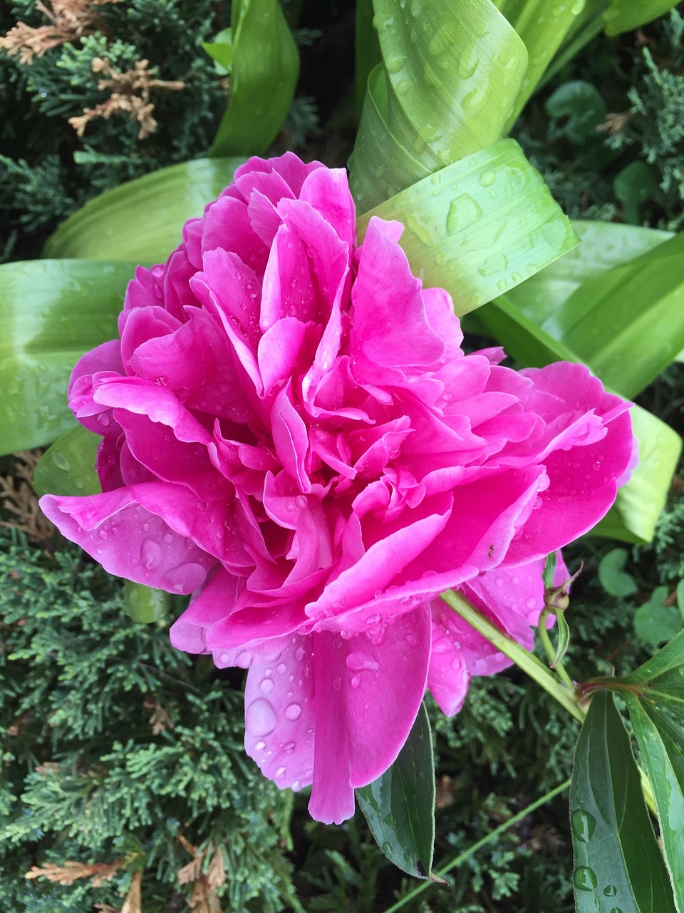 peony flower pink free photo