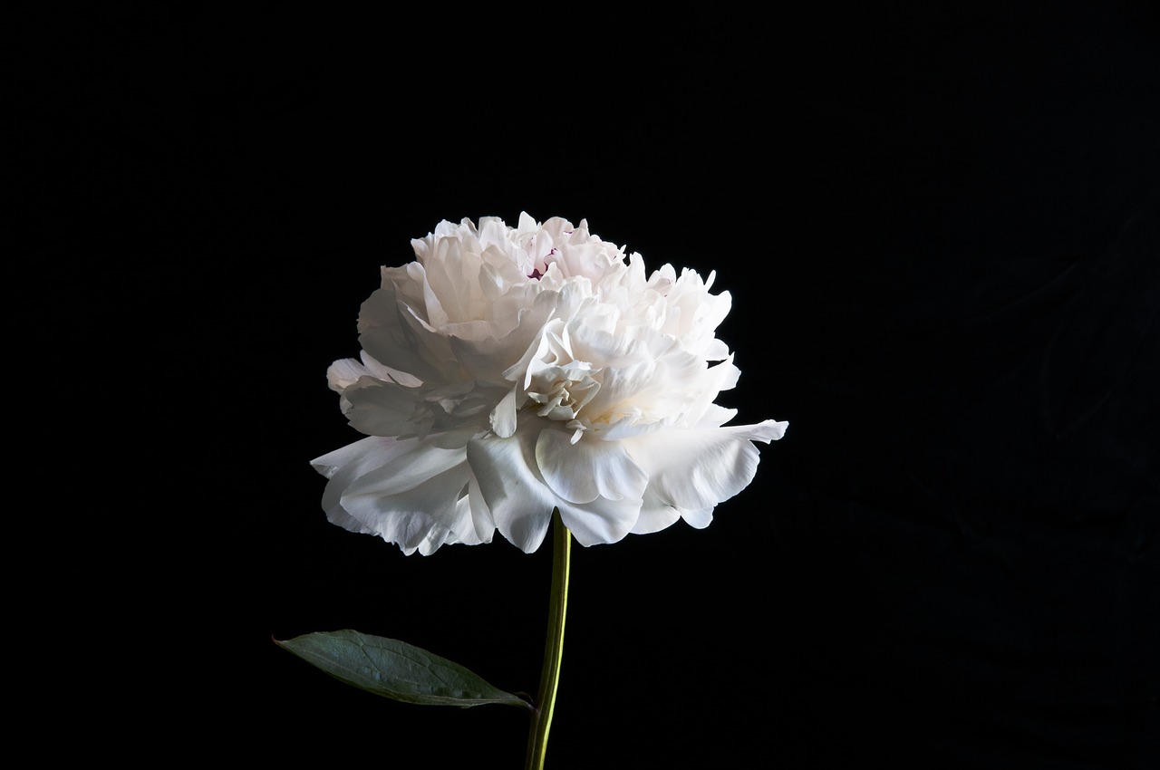 peony white floral free photo