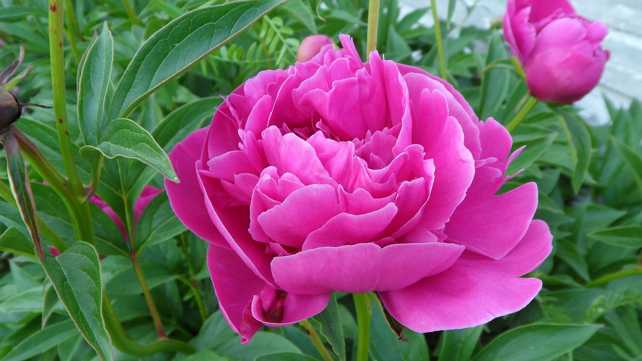 peony flower garden free photo