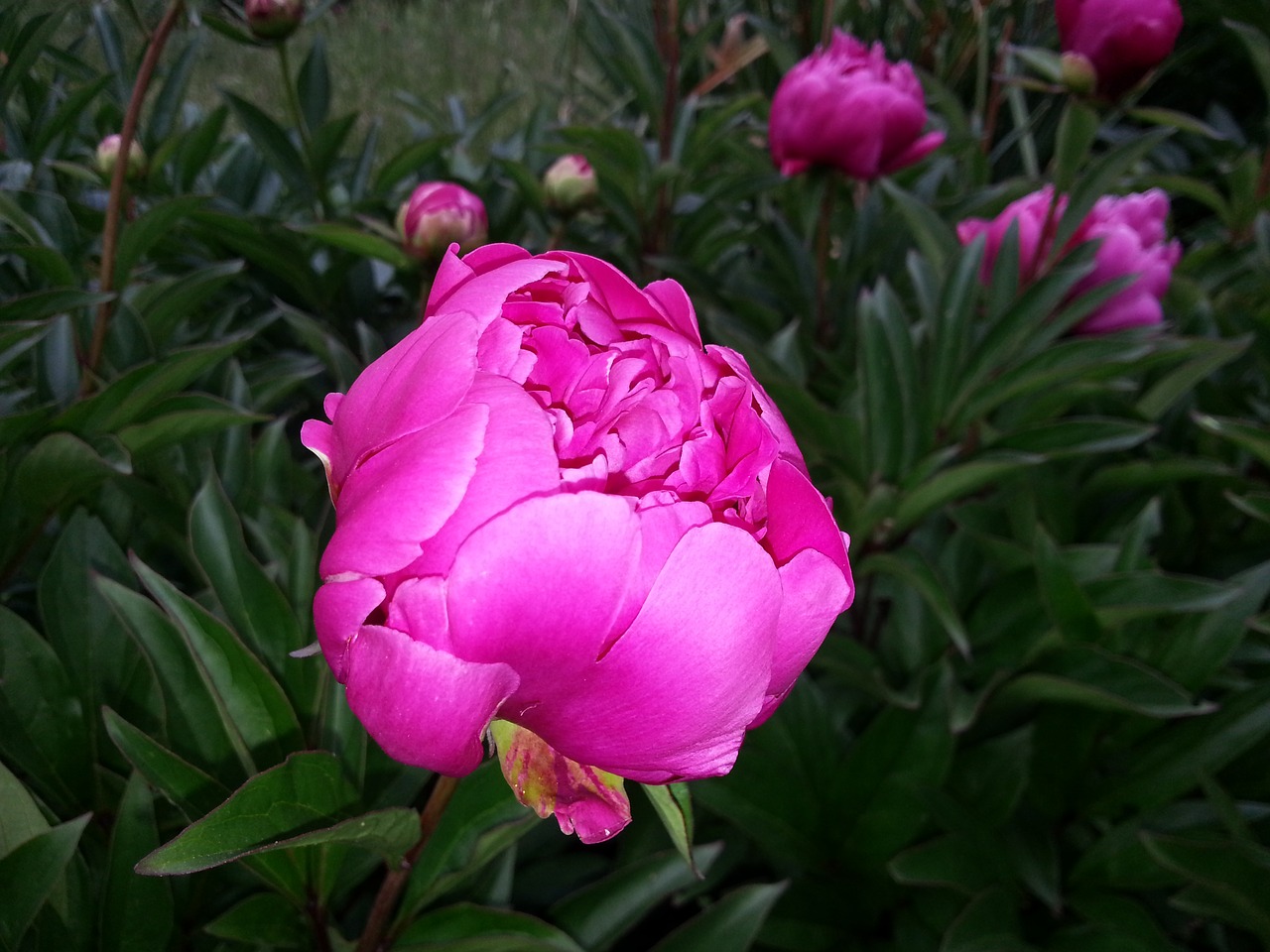 peony large flower pink free photo