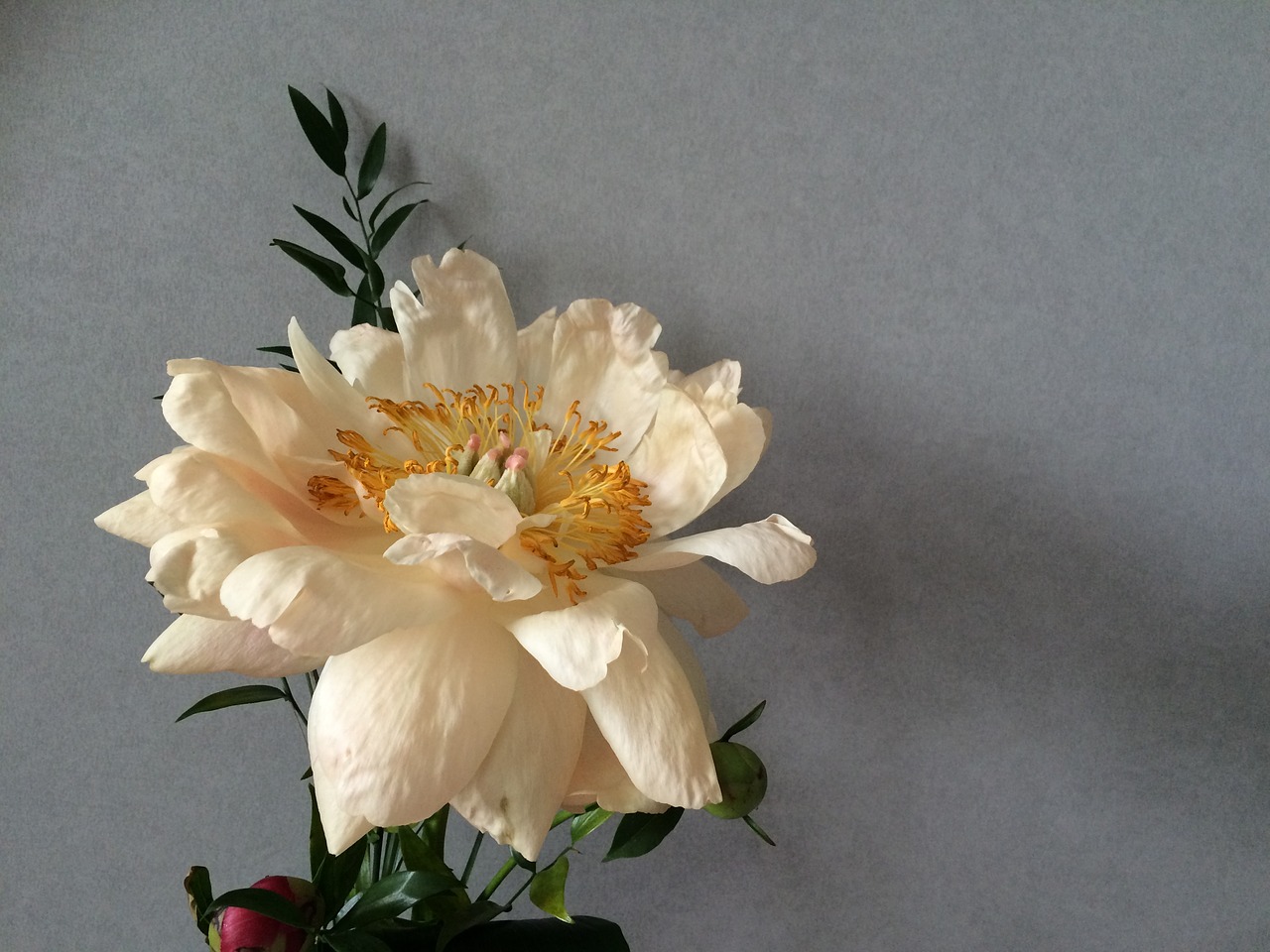peony flower floral free photo