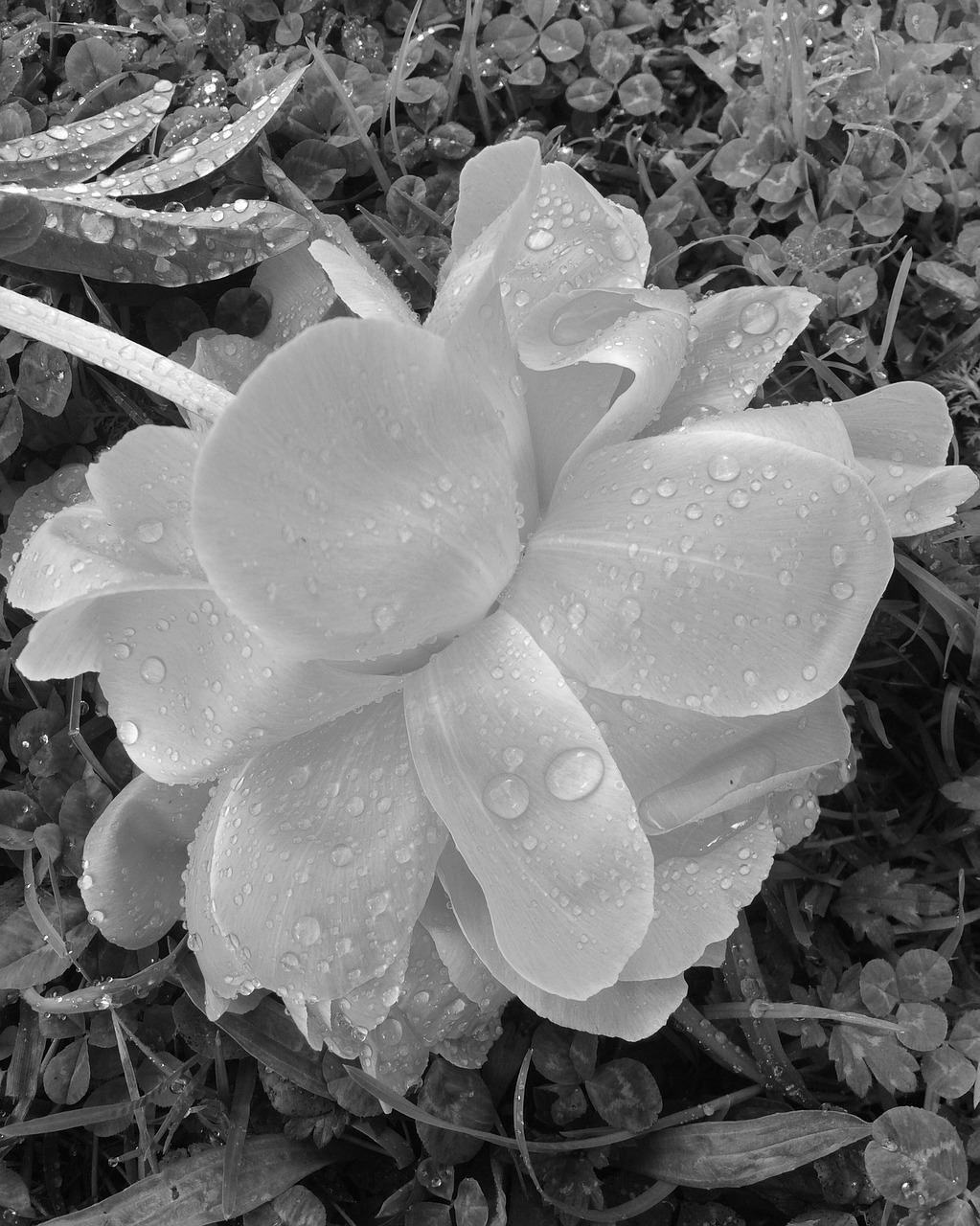 peony dew drops black and white free photo