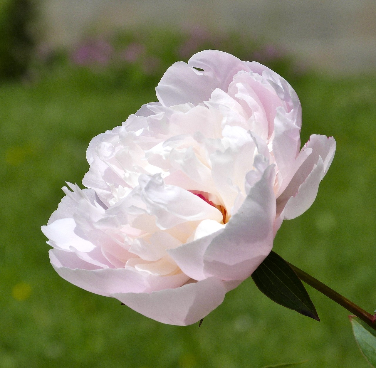 peony flower blossom free photo