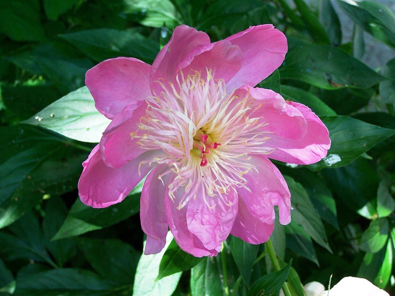 peony flower nature free photo