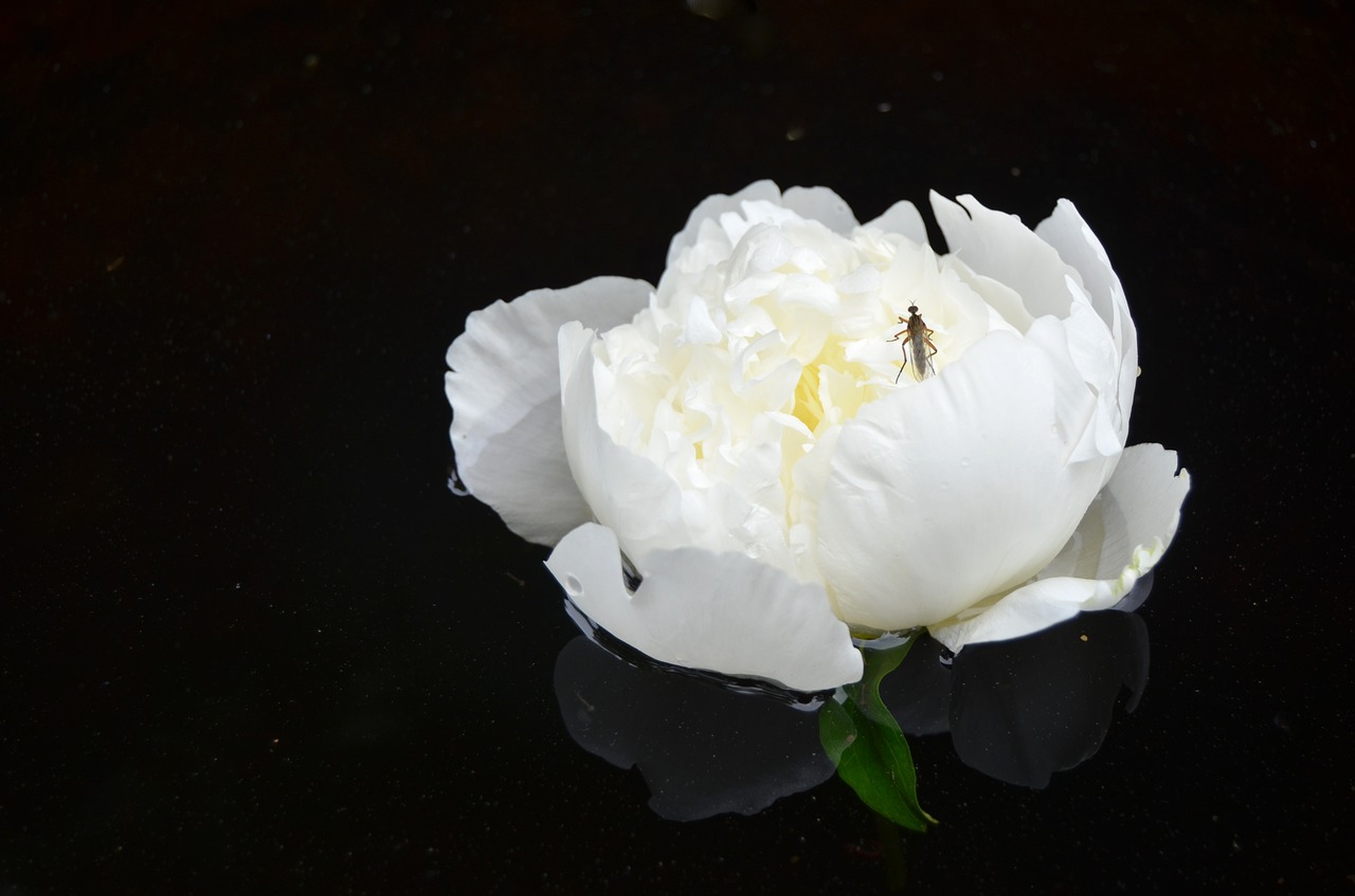 peony flower white free photo