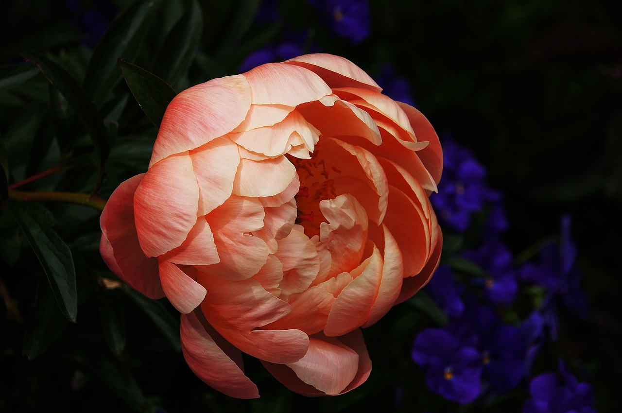 peony pink flower free photo