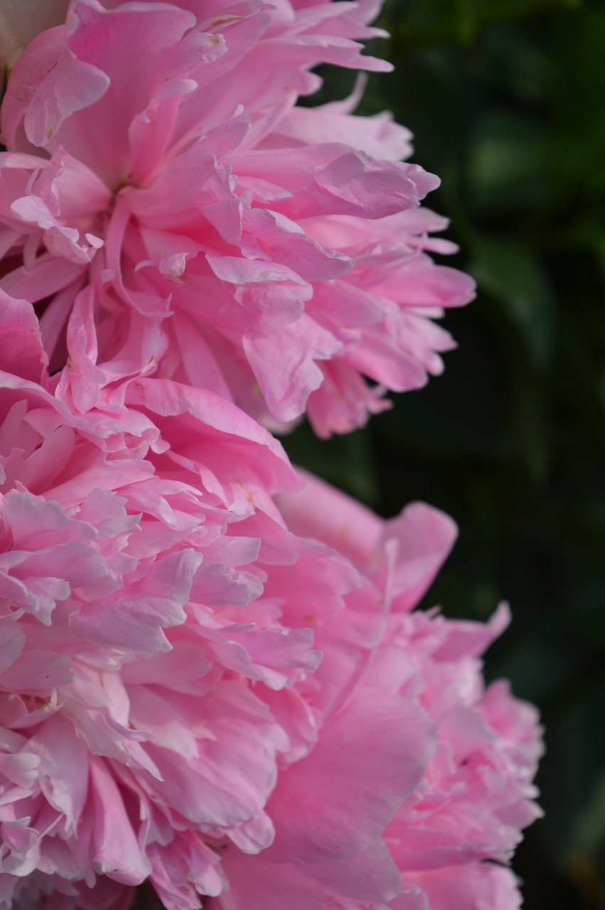 peony flower pink free photo