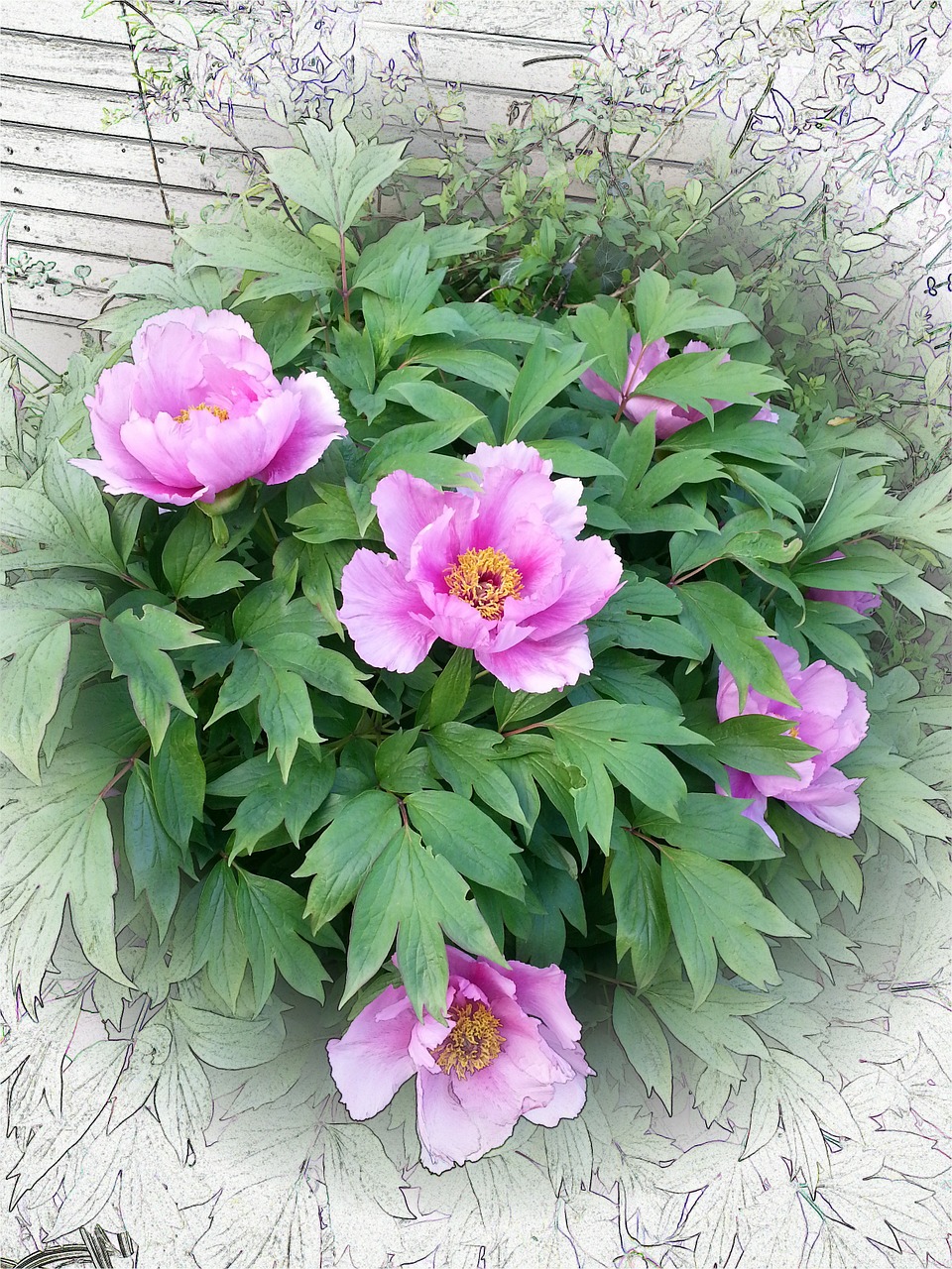 peony pink peony flower free photo