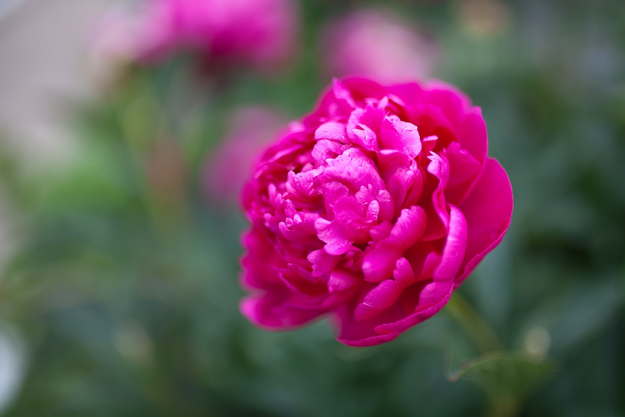 peony flower pink free photo