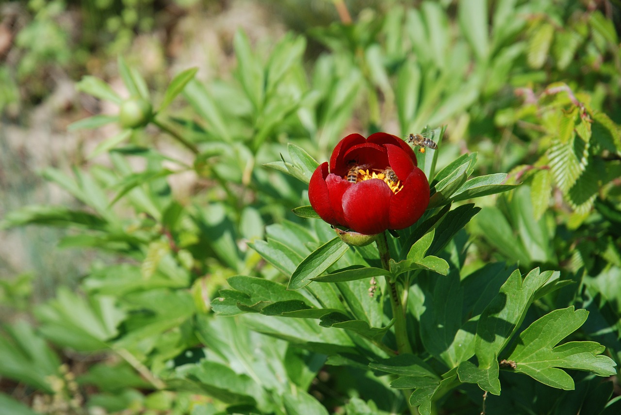 peony flower nature free photo