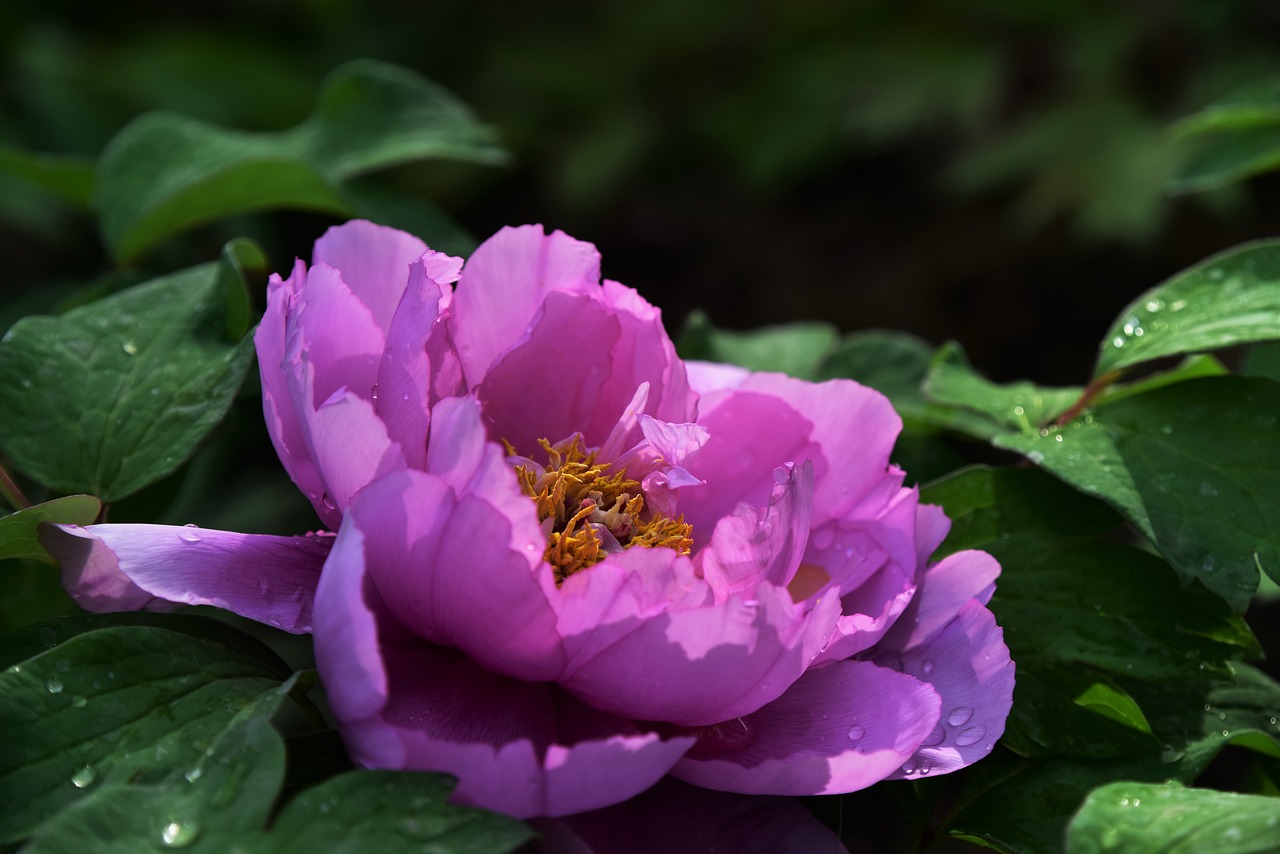 peony flowers spring free photo