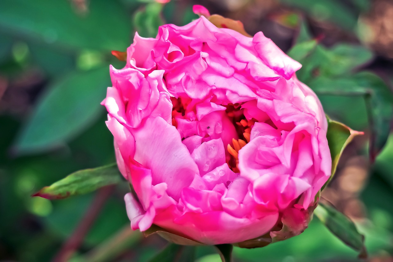 peony rose blossom free photo