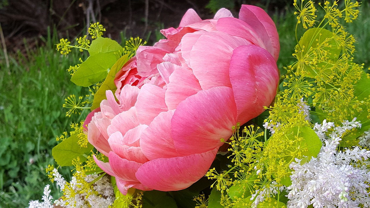 peony decorative flower bouquet free photo