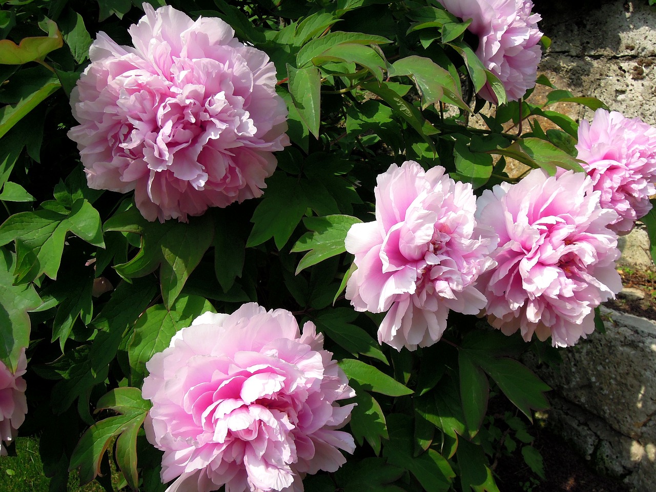 peony peónia pink flower free photo