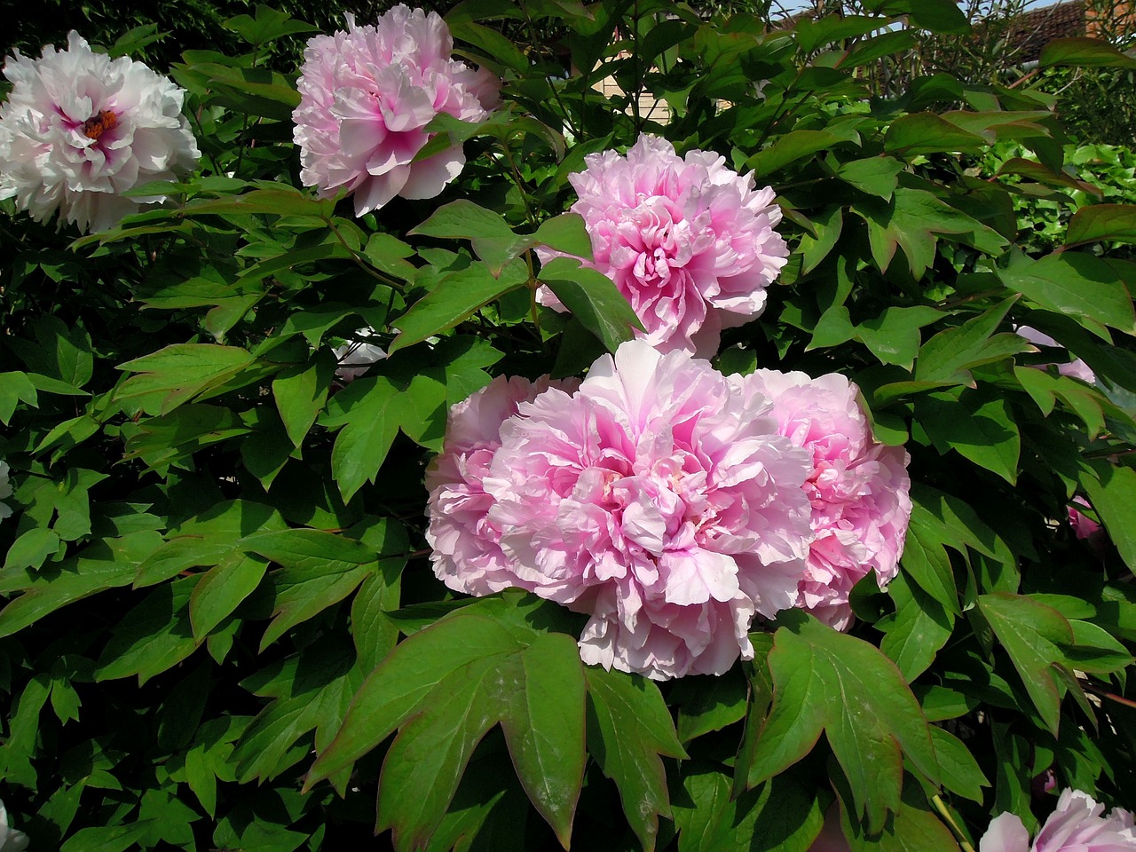 peony peónia flower free photo