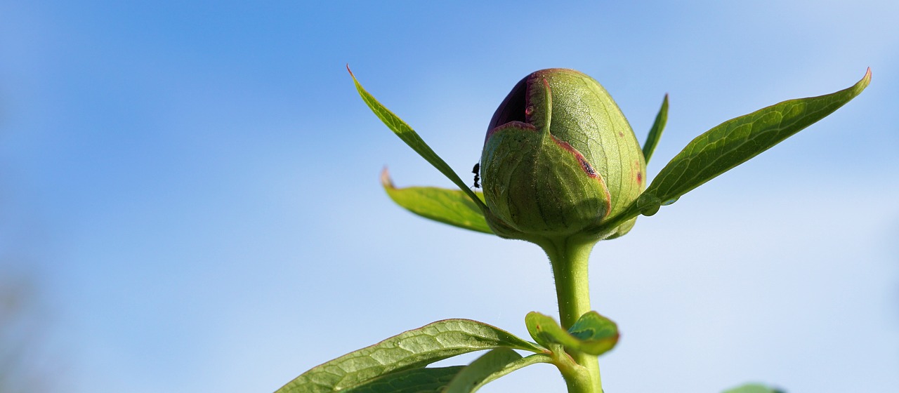 peony flower blossom free photo