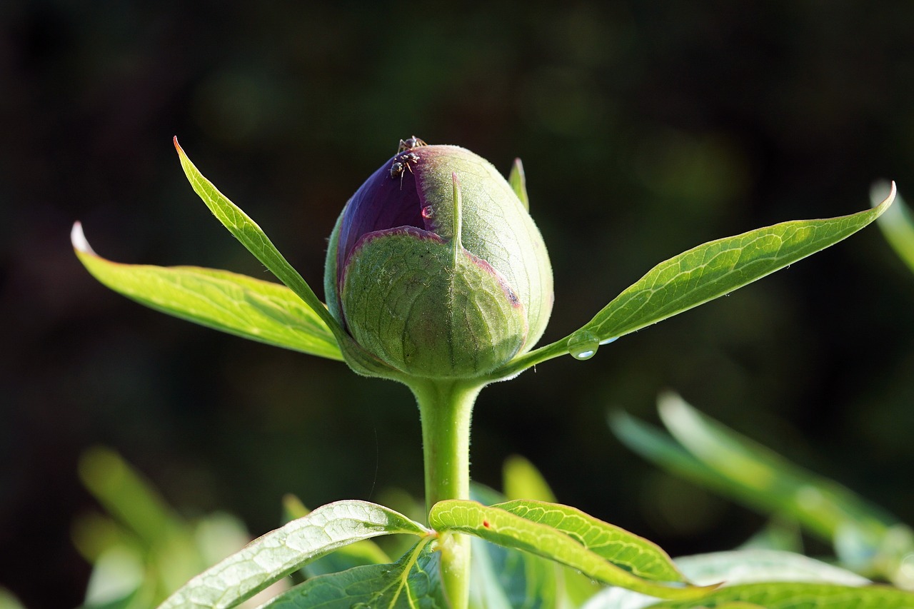 peony flower blossom free photo