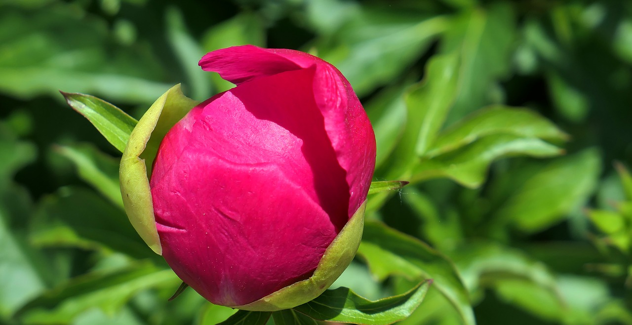 peony blossom bloom free photo