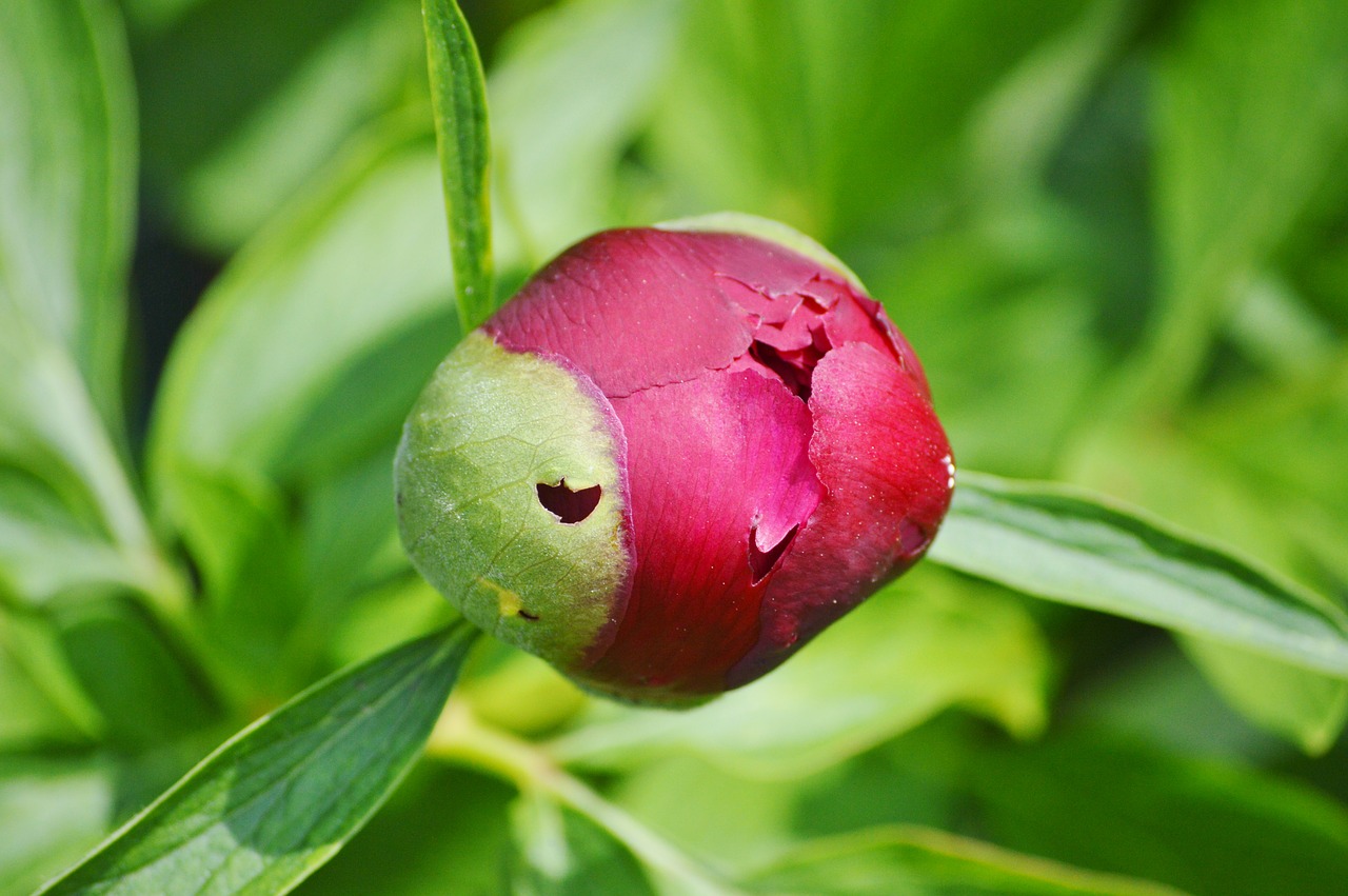 peony bud flower free photo