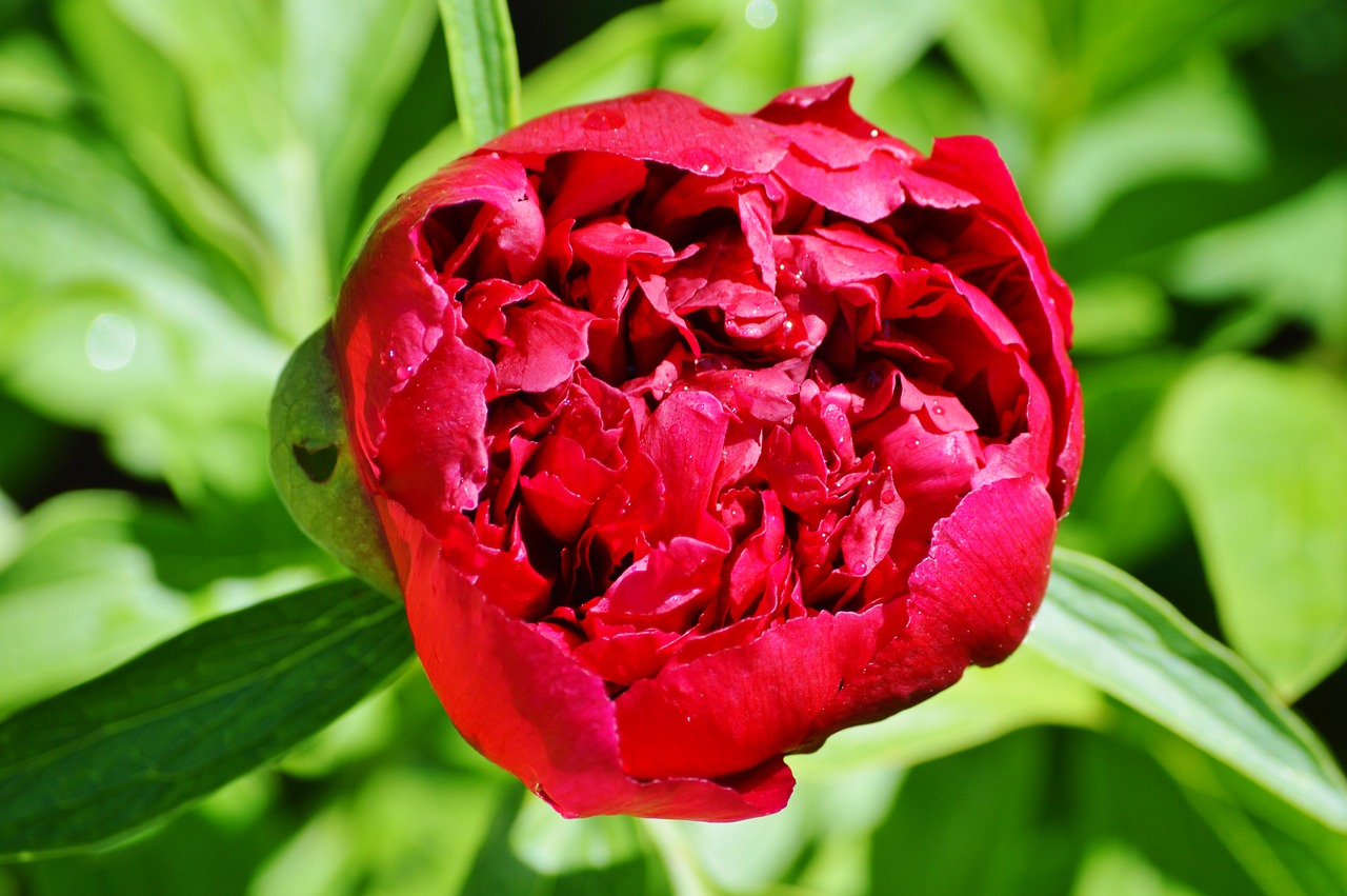 peony flower flower garden free photo