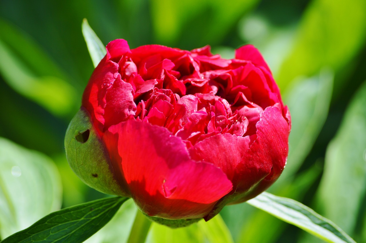 peony flower flower garden free photo