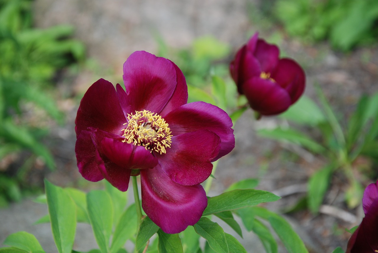 peony spring flower free photo