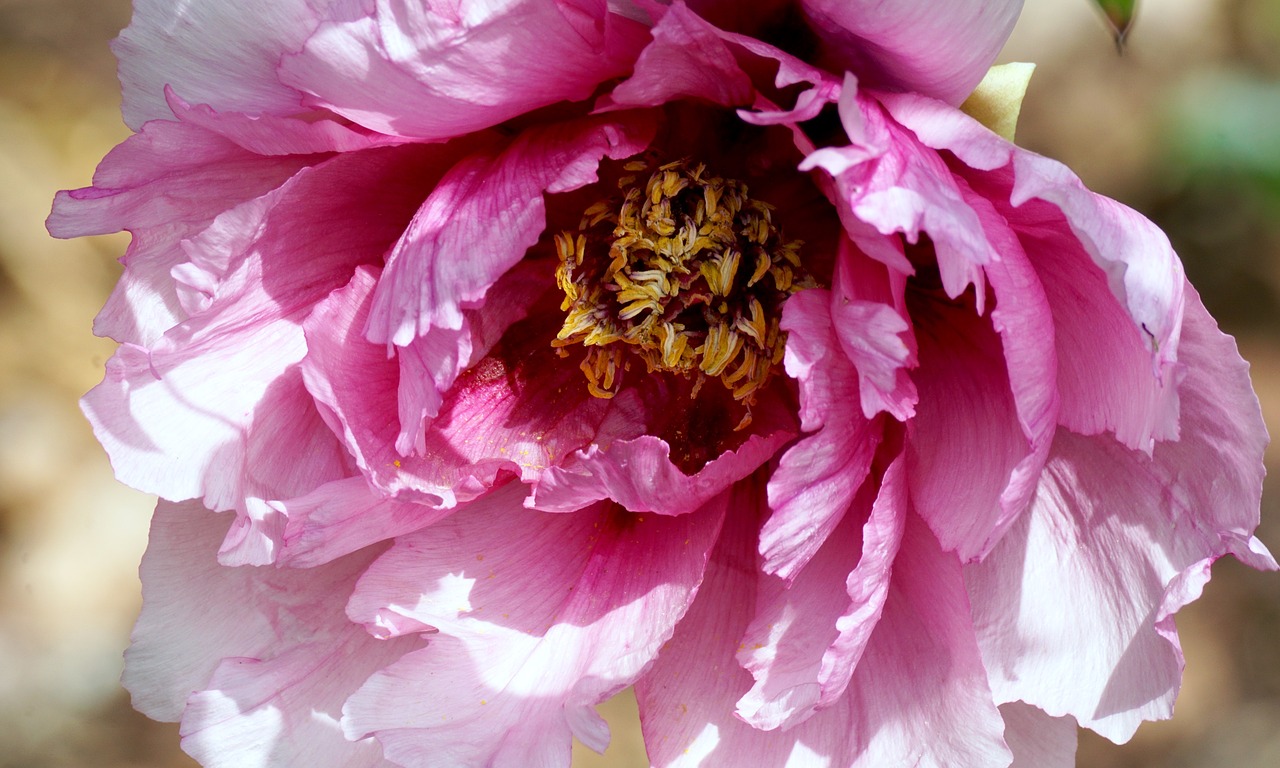 peony pentecost plant free photo