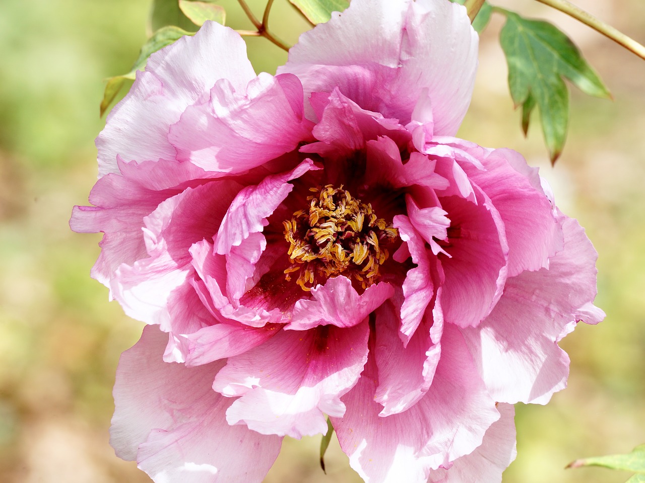 peony pentecost plant free photo