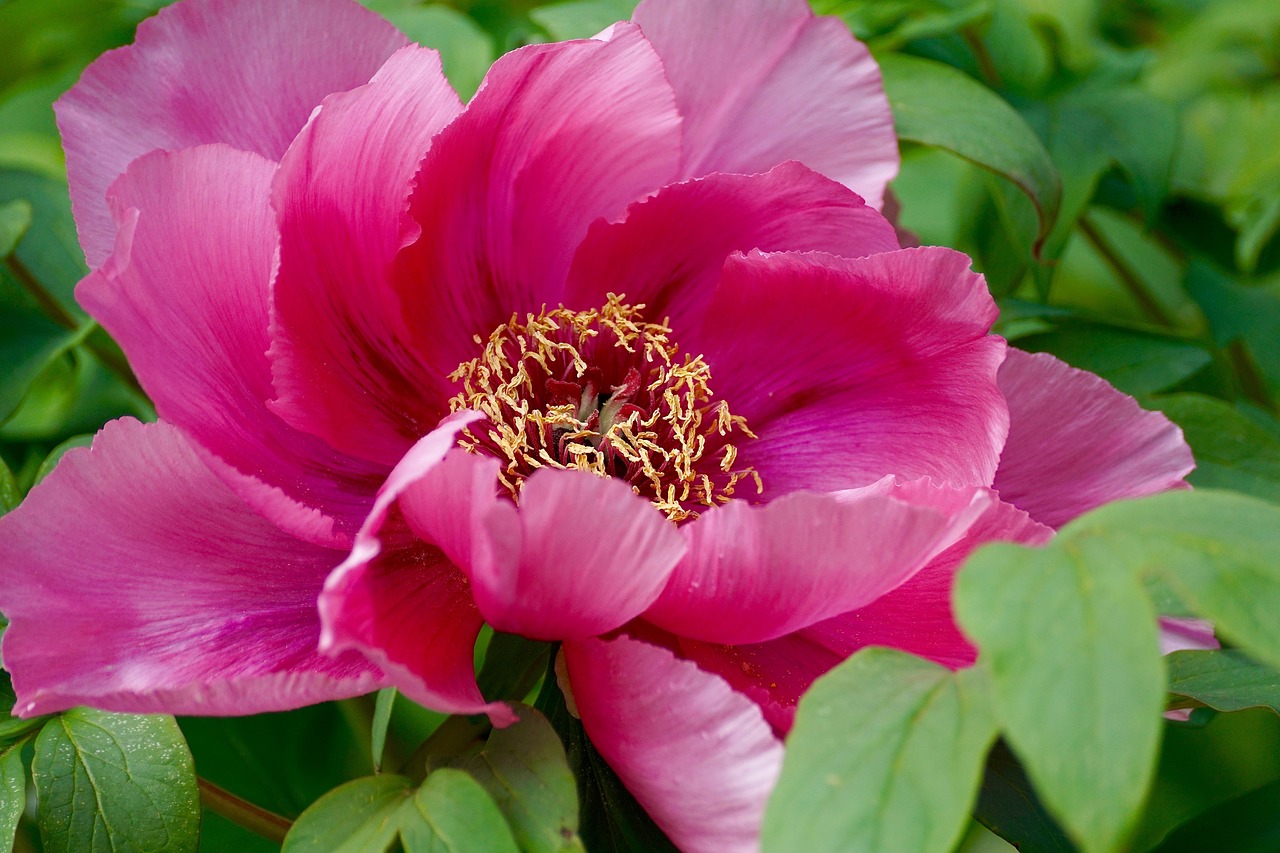 peony pentecost plant free photo