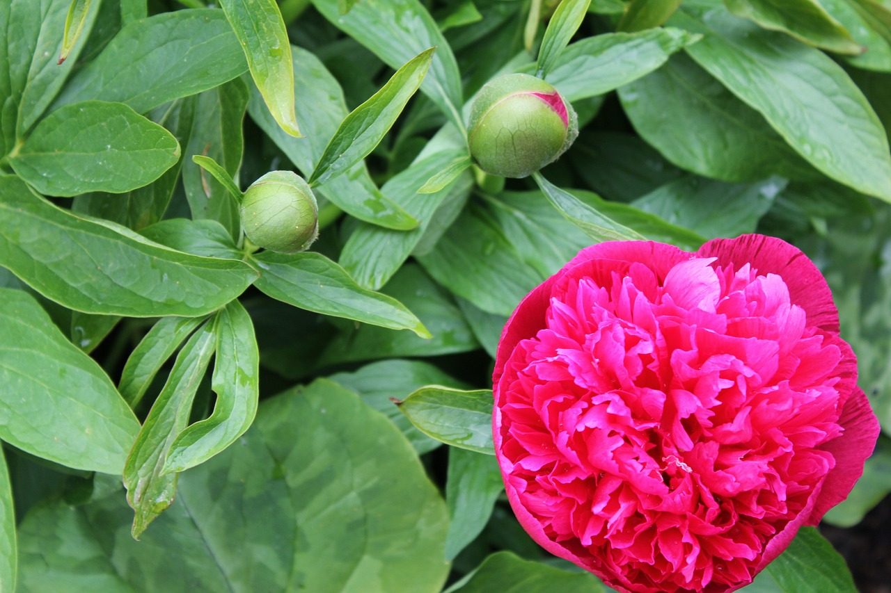 peony flower plant free photo