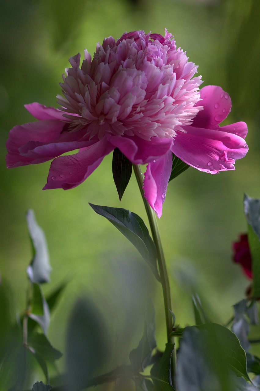 peony flower pink free photo