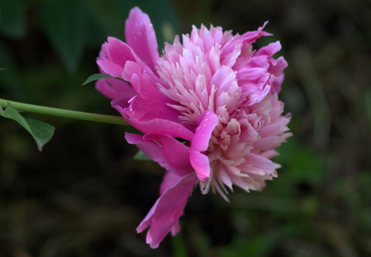 peony flower pink free photo