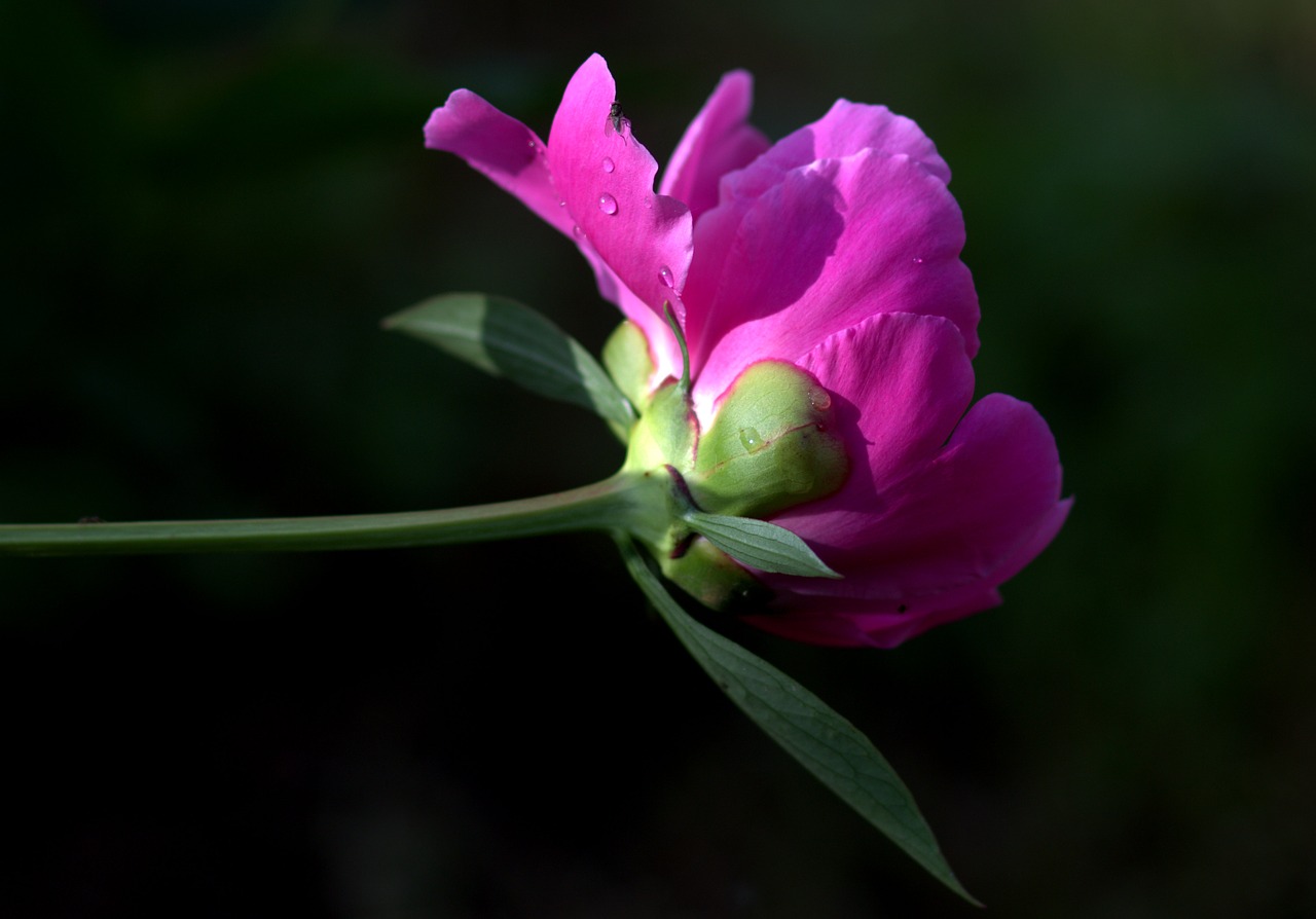 peony flower pink free photo