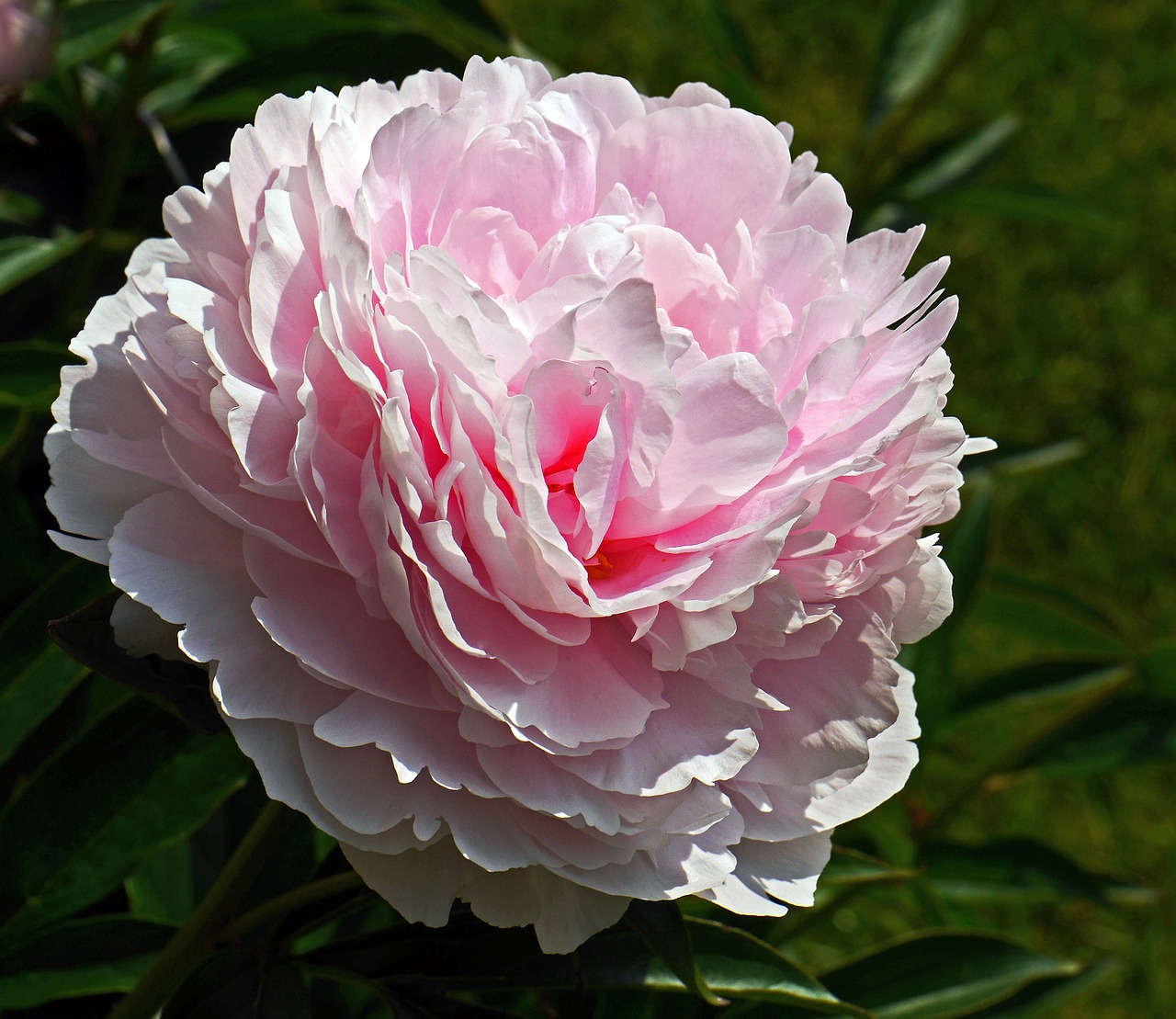 peony in full bloom blossom free photo