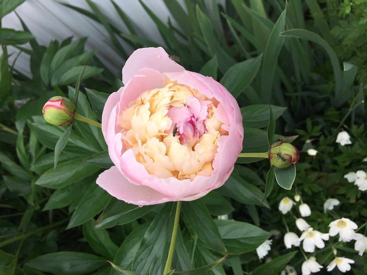 peony flower pink free photo