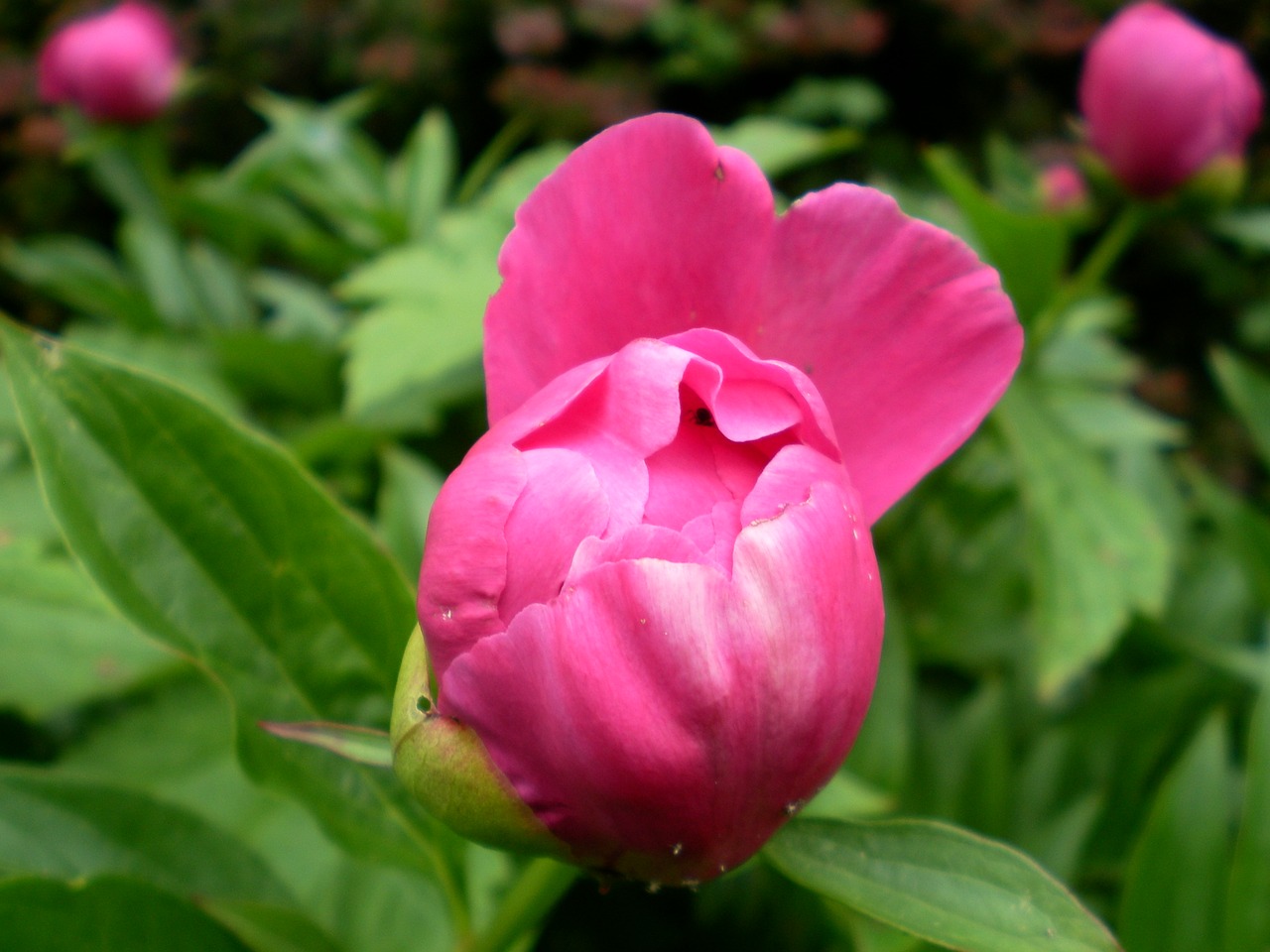 peony pentecost flower peony free photo